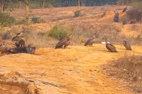 बर्दिबासको पर्यावरणबारे बढ्दै चासो